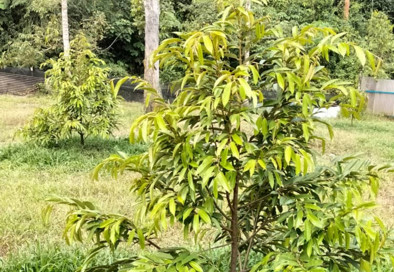 Durian Orchard Land @ Bernam Tanjung Malim Perak 