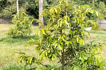 Durian Orchard Land @ Bernam Tanjung Malim Perak 