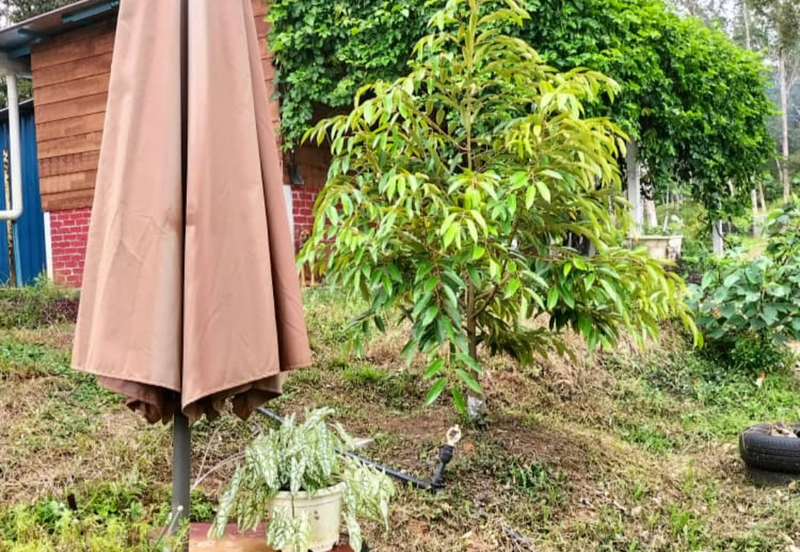 Durian Orchard Land @ Bernam Tanjung Malim Perak 