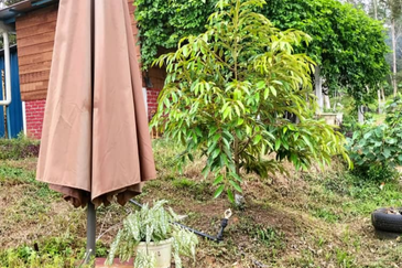 Durian Orchard Land @ Bernam Tanjung Malim Perak 