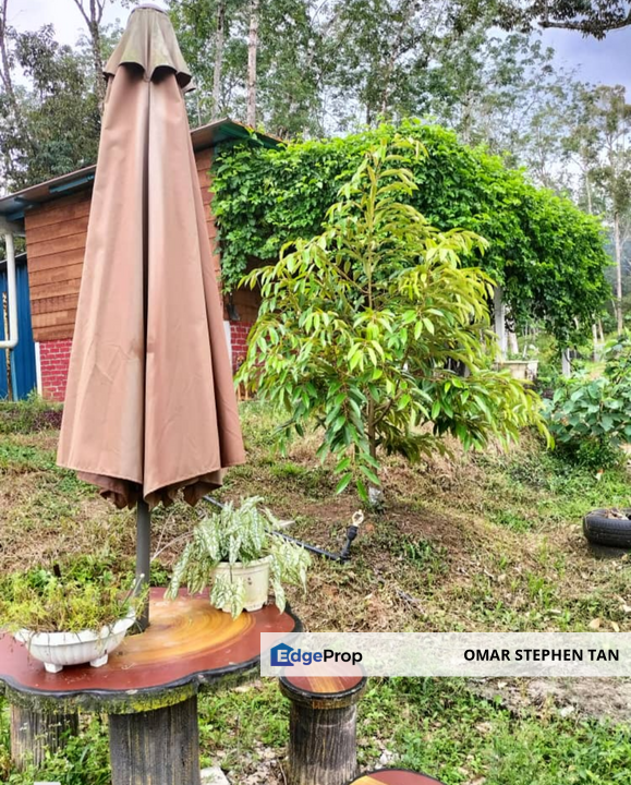 Durian Orchard Land @ Bernam Tanjung Malim Perak , Perak, Tanjung Malim