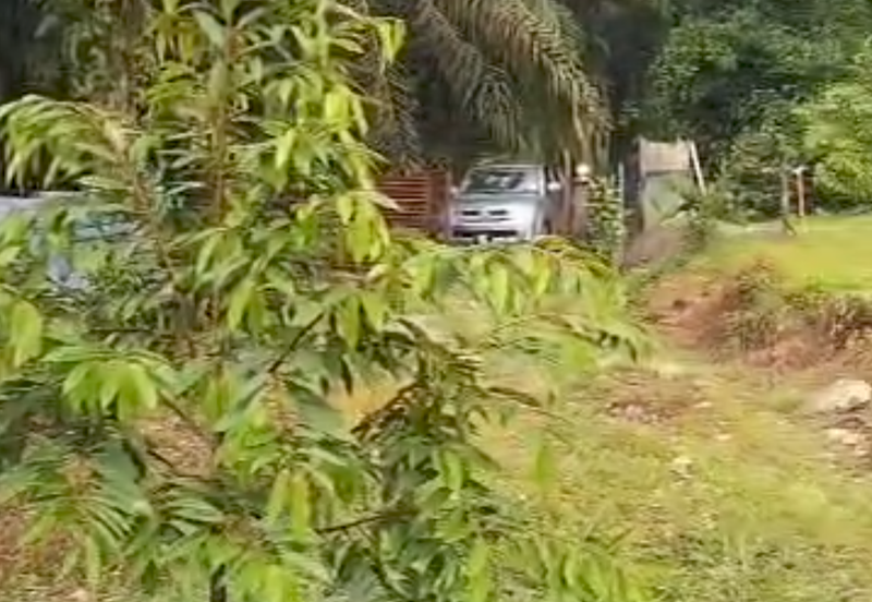 Durian Orchard Land @ Bernam Tanjung Malim Perak 