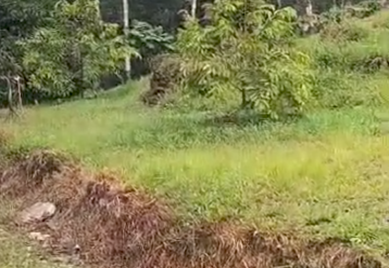 Durian Orchard Land @ Bernam Tanjung Malim Perak 