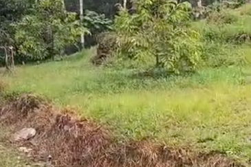 Durian Orchard Land @ Bernam Tanjung Malim Perak 