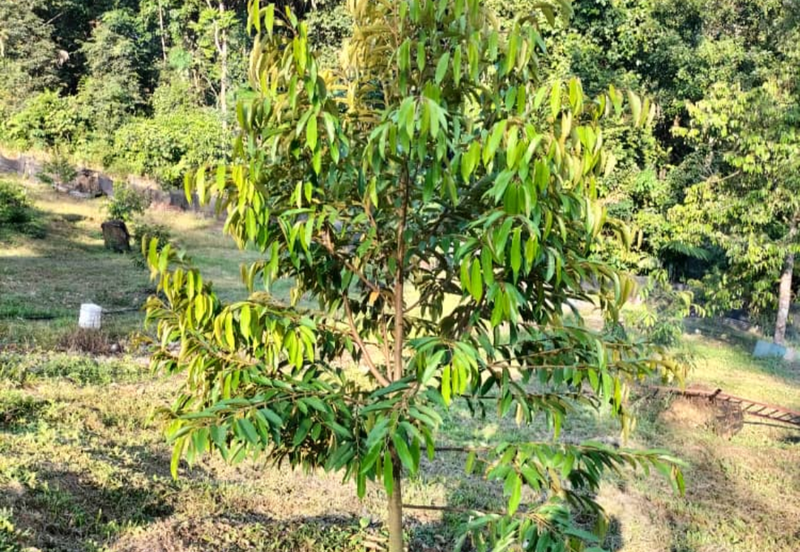 Durian Orchard Land @ Bernam Tanjung Malim Perak 