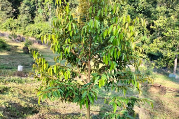 Durian Orchard Land @ Bernam Tanjung Malim Perak 