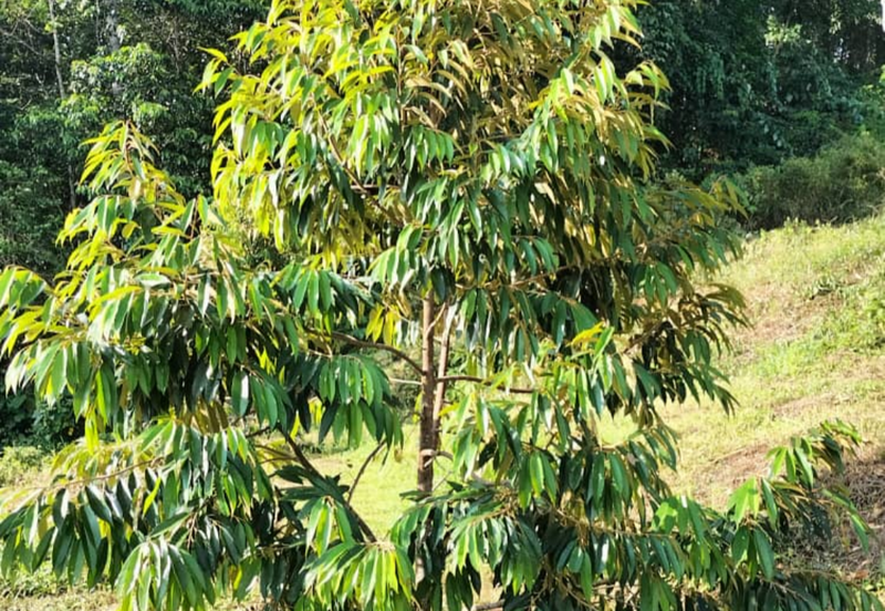 Durian Orchard Land @ Bernam Tanjung Malim Perak 