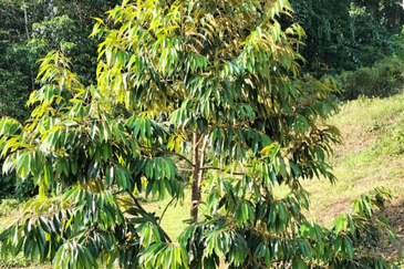 Durian Orchard Land @ Bernam Tanjung Malim Perak 