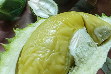 Durian Orchard Land @ Bernam Tanjung Malim Perak 