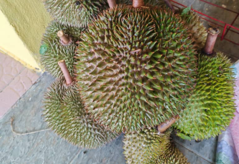 Durian Orchard Land @ Bernam Tanjung Malim Perak 