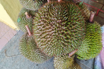 Durian Orchard Land @ Bernam Tanjung Malim Perak 