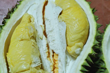 Durian Orchard Land @ Bernam Tanjung Malim Perak 