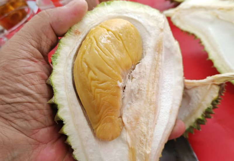 Durian Orchard Land @ Bernam Tanjung Malim Perak 