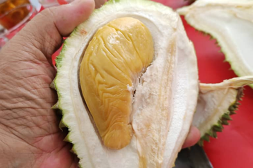 Durian Orchard Land @ Bernam Tanjung Malim Perak 