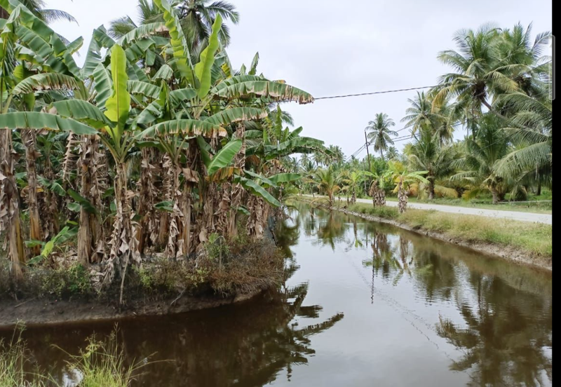 Coconut Agriculture Land @ Bagan Datoh, Bagan Datuk Perak 
