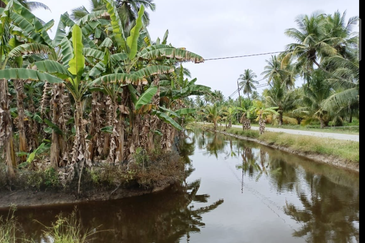 Coconut Agriculture Land @ Bagan Datoh, Bagan Datuk Perak 