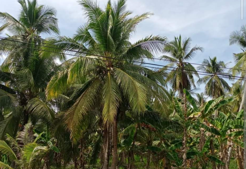 Coconut Agriculture Land @ Bagan Datoh, Bagan Datuk Perak 