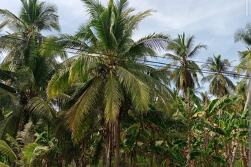 Coconut Agriculture Land @ Bagan Datoh, Bagan Datuk Perak 
