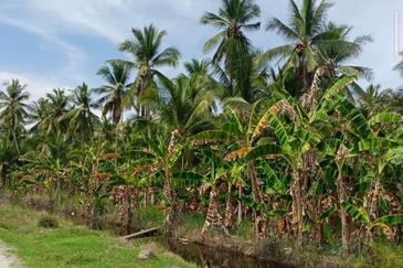 Coconut Agriculture Land @ Bagan Datoh, Bagan Datuk Perak 