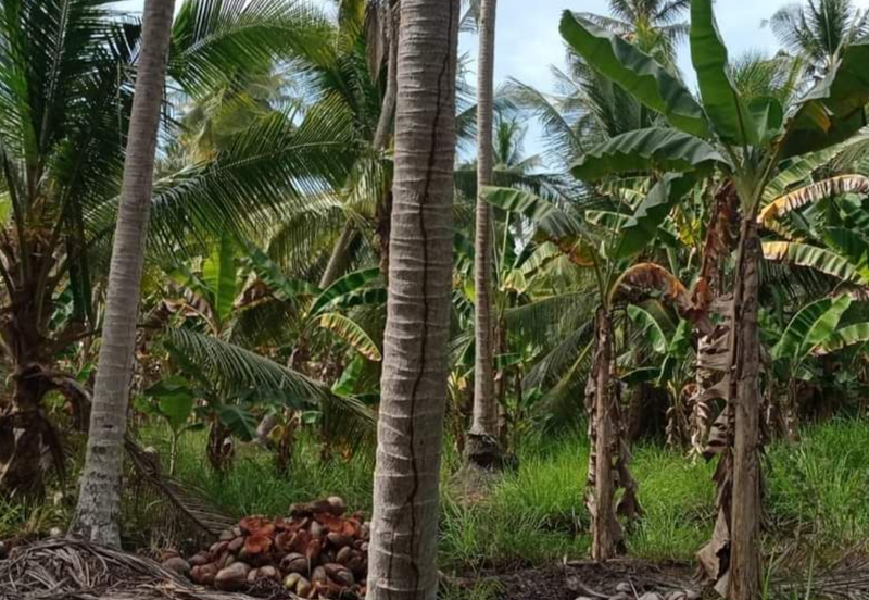 Coconut Agriculture Land @ Bagan Datoh, Bagan Datuk Perak 