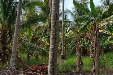 Coconut Agriculture Land @ Bagan Datoh, Bagan Datuk Perak 