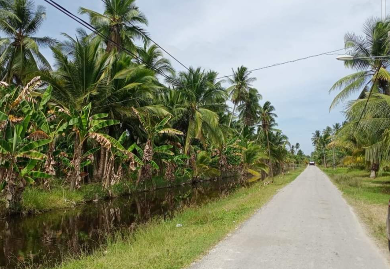 Coconut Agriculture Land @ Bagan Datoh, Bagan Datuk Perak 