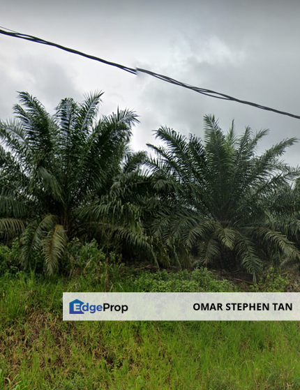 Palm Oil Plantation @ Segamat District Johor , Johor, Segamat