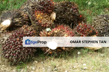 Very Cheap Oil Palm Plantation with Mill @ Gua Musang Kelantan , Kelantan, Gua Musang