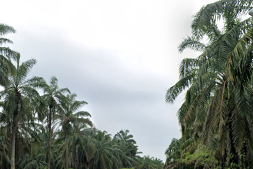 Batang Berjuntai @ Bestari Jaya