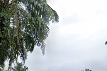 Batang Berjuntai @ Bestari Jaya