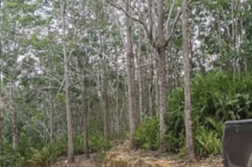 Rubber Plantation @ Kota Marudu, Sabah 