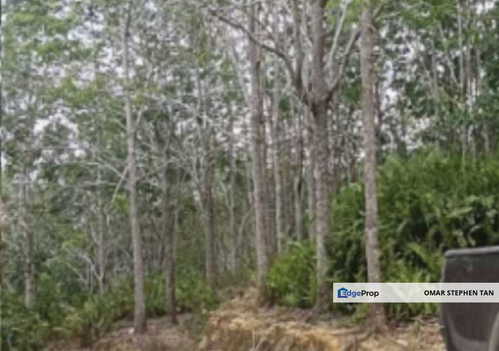 Rubber Plantation @ Kota Marudu, Sabah , Sabah, Kota Marudu