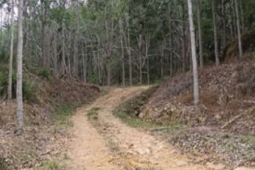 Rubber Plantation @ Kota Marudu, Sabah 
