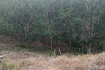 Rubber Plantation @ Kota Marudu, Sabah 