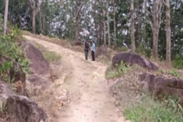 Rubber Plantation @ Kota Marudu, Sabah 