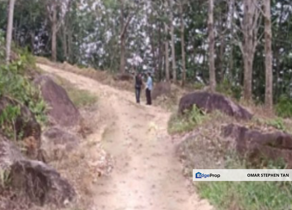 Rubber Plantation @ Kota Marudu, Sabah , Sabah, Kota Marudu