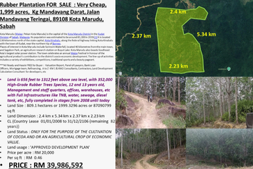 Rubber Plantation @ Kota Marudu, Sabah 