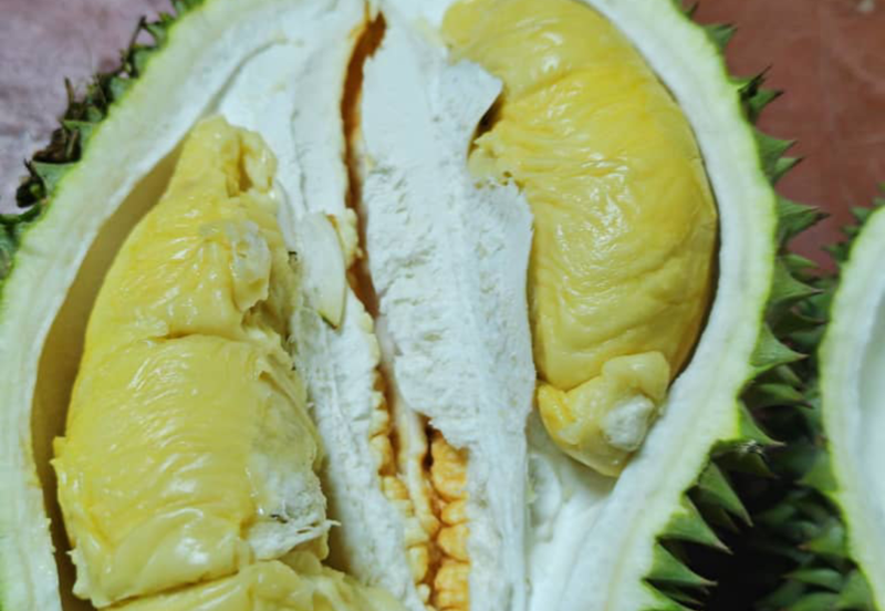 Durian Orchard with Stream @ Hulu Bernam, Tanjung Malim, Perak 