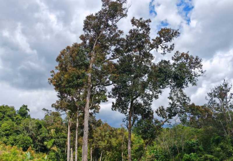Durian Orchard with Stream @ Hulu Bernam, Tanjung Malim, Perak 