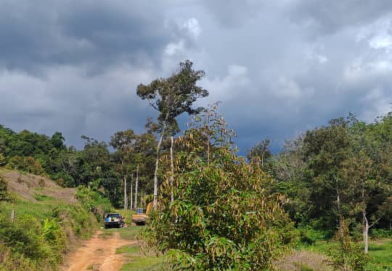 Durian Orchard with Stream @ Hulu Bernam, Tanjung Malim, Perak 