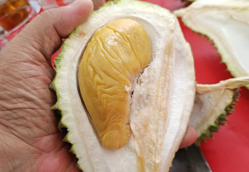 Durian Orchard with Stream @ Hulu Bernam, Tanjung Malim, Perak 