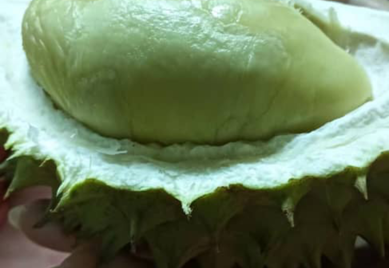 Durian Orchard with Stream @ Hulu Bernam, Tanjung Malim, Perak 