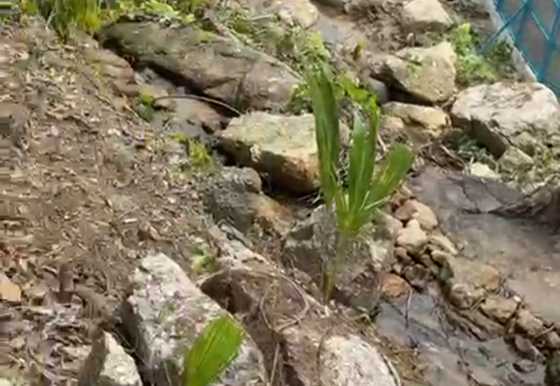 Durian Orchard & Waterfall @ Hulu Bernam, Tanjung Malim, Perak 