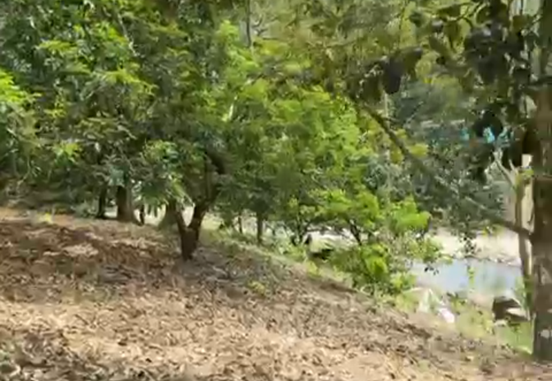 Durian Orchard & Waterfall @ Hulu Bernam, Tanjung Malim, Perak 