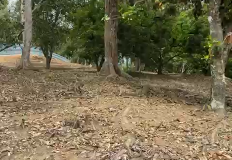 Durian Orchard & Waterfall @ Hulu Bernam, Tanjung Malim, Perak 