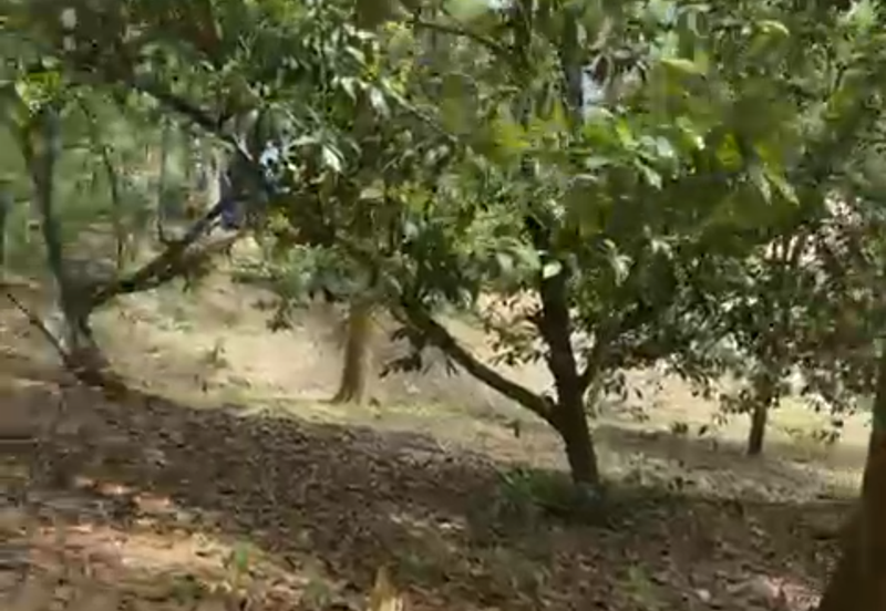 Durian Orchard & Waterfall @ Hulu Bernam, Tanjung Malim, Perak 