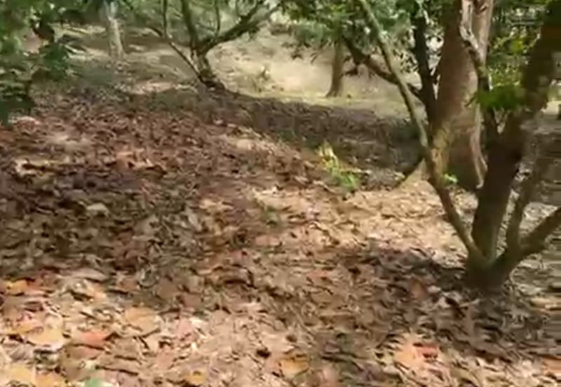 Durian Orchard & Waterfall @ Hulu Bernam, Tanjung Malim, Perak 