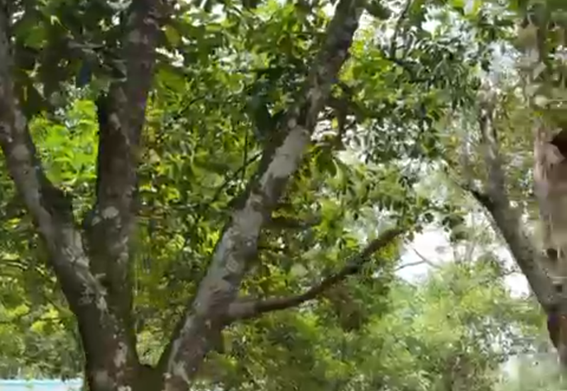 Durian Orchard & Waterfall @ Hulu Bernam, Tanjung Malim, Perak 