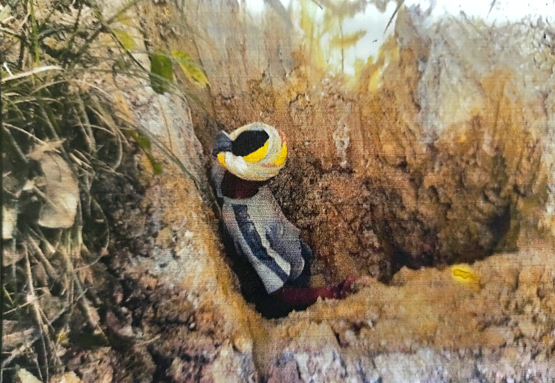 GOLD MINE AU Leasehold Land @ Kuala Krai, Kelantan 