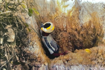 GOLD MINE AU Leasehold Land @ Kuala Krai, Kelantan 